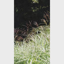 Petite Market Bag in Dove